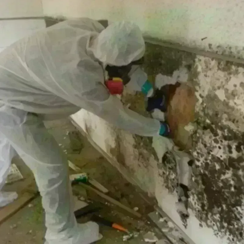 Mold Remediation and Removal in Lake City, IA